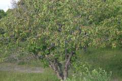 DSCN0987